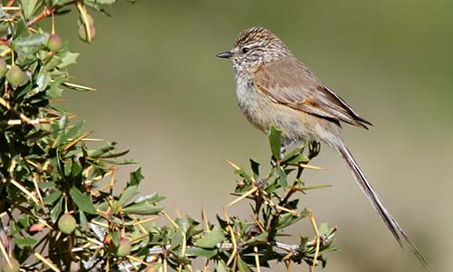 Coludito cola negra (Leptasthenura aegithaloides)